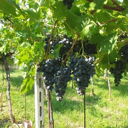 Ca' Del Volo Lägenhet *